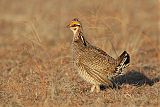 Lesser Prairie-Chickenborder=