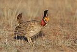 Lesser Prairie-Chickenborder=