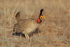 Lesser Prairie-Chicken