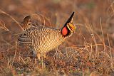 Lesser Prairie-Chickenborder=