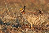 Lesser Prairie-Chickenborder=