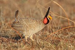 Lesser Prairie-Chicken