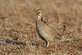 Lesser Prairie-Chicken