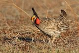 Lesser Prairie-Chickenborder=