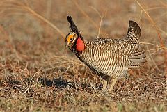 Lesser Prairie-Chicken