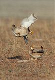 Lesser Prairie-Chicken