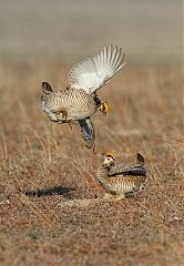 Lesser Prairie-Chicken