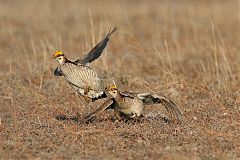 Lesser Prairie-Chicken