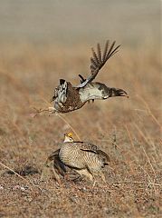 Lesser Prairie-Chicken