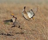 Lesser Prairie-Chicken