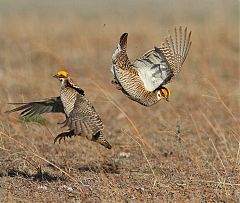 Lesser Prairie-Chicken