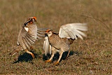 Lesser Prairie-Chickenborder=