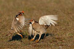 Lesser Prairie-Chicken