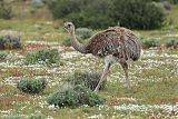 Lesser Rhea