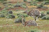 Lesser Rhea