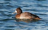 Lesser Scaupborder=