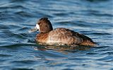 Lesser Scaupborder=