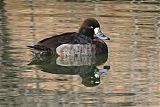 Lesser Scaup