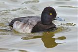 Lesser Scaupborder=