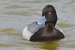 Lesser Scaup