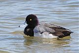 Lesser Scaupborder=