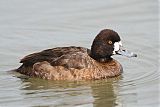 Lesser Scaup