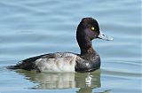 Lesser Scaupborder=