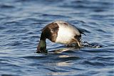 Lesser Scaup