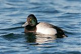 Lesser Scaup