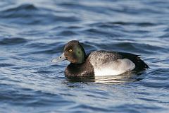 Lesser Scaup