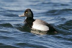 Lesser Scaup