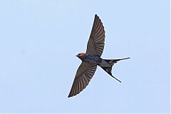 Lesser Striped Swallow