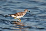 Lesser Yellowlegs