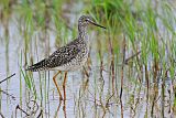 Lesser Yellowlegs