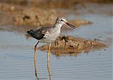 Lesser Yellowlegs