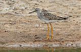 Lesser Yellowlegs