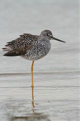 Lesser Yellowlegs