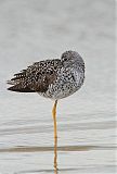 Lesser Yellowlegs