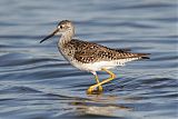 Lesser Yellowlegs