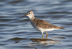 Lesser Yellowlegs