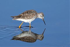 Lesser Yellowlegs