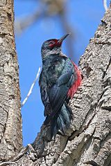 Lewis's Woodpecker