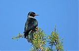 Lewis's Woodpecker