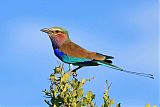 Lilac-breasted Roller