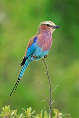 Lilac-breasted Roller