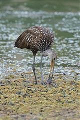 Limpkin