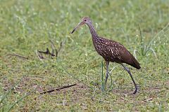 Limpkin