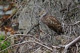 Limpkin