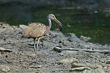 Limpkin