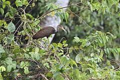 Limpkin